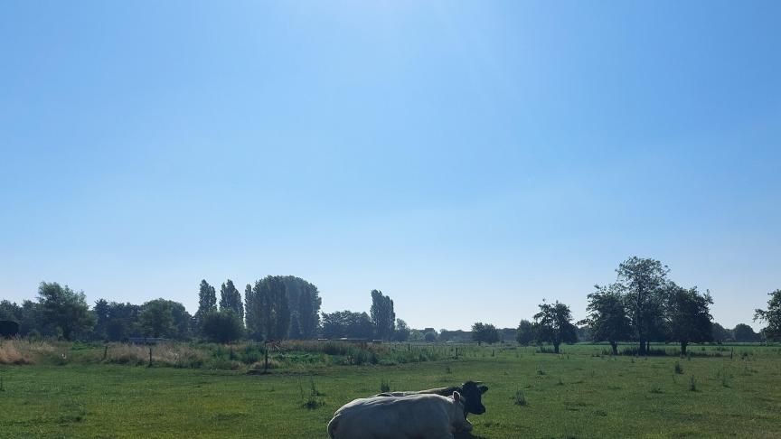 Er zijn volgens minister van Dierenwelzijn Ben Weyts geen meldingen van extra sterfte van dieren door de hitte.