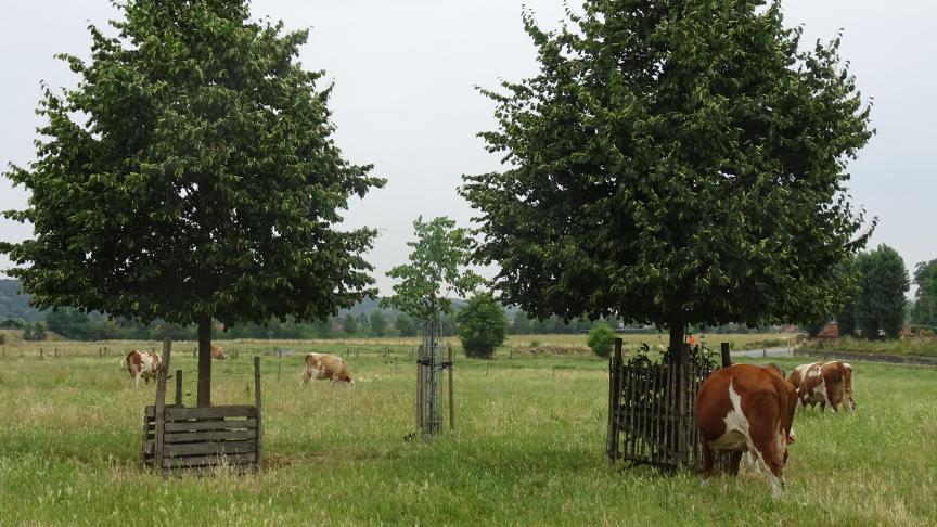 De Vlaamse Raad voor Dierenwelzijn adviseerde in 2018 dat zoogdieren en pluimvee die buiten gehouden worden, steeds moeten kunnen beschikken over beschutting.