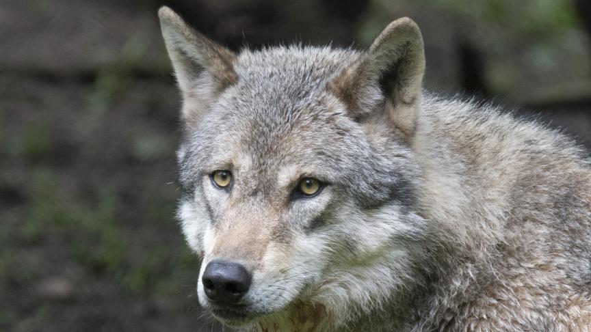 Een Nederlandse boer werd door een wolf in de arm gebeten.