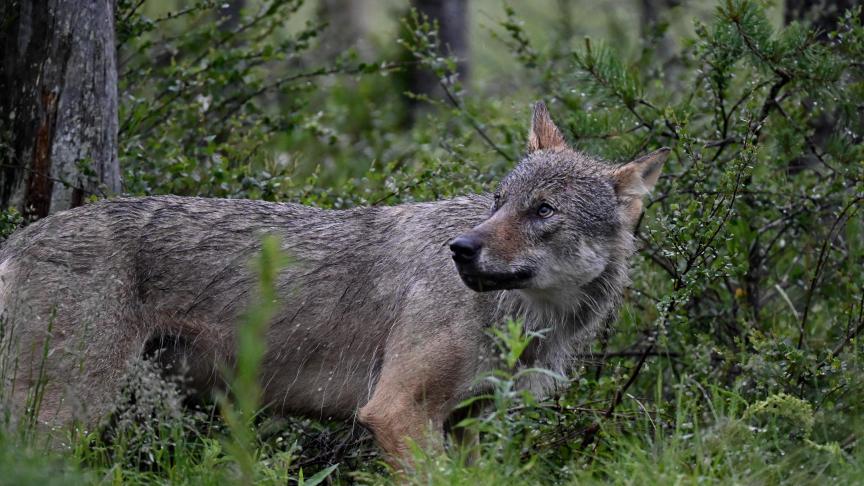 Dierenrechtenorganisaties doen aangifte nadat in Nederland een wolf werddoodgeschoten.