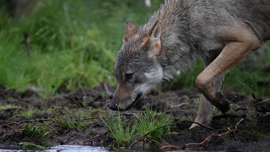 Als het om wolf August gaat, wordt het voor wolvin Noëlla moeilijk om hun 7 jonge welpengroot te brengen.