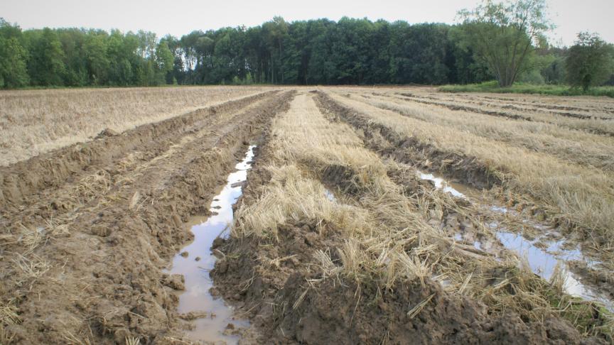 Wat graan/tarwe betreft, zijn er dan weer grote regionale verschillen in de hoeveelheden die al gedorst zijn.