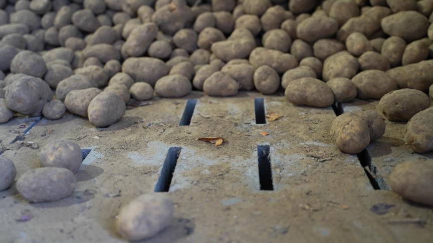 De Belgapomnotering voor Fontane is terug 15 euro per ton aardappelen.