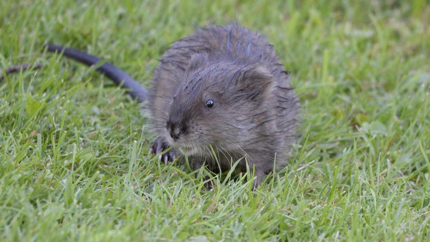 Vorig jaar werden in Vlaanderen weer 3.594 muskusratten verdelgd door de VMM.