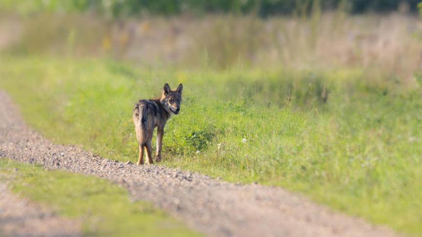 Volgens Welkom Wolf zijn er opnieuw wolvenwelpjes gespot in Limburg.