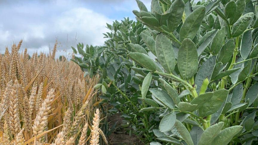 Boeren die overstappen op strokenteelt gevenaan dat ze meer geluk uit hun bedrijf halen,’ zegt Dirk van Apeldoorn van de Farming Systems Ecology-groep bij Wageningen University & Research (WUR).