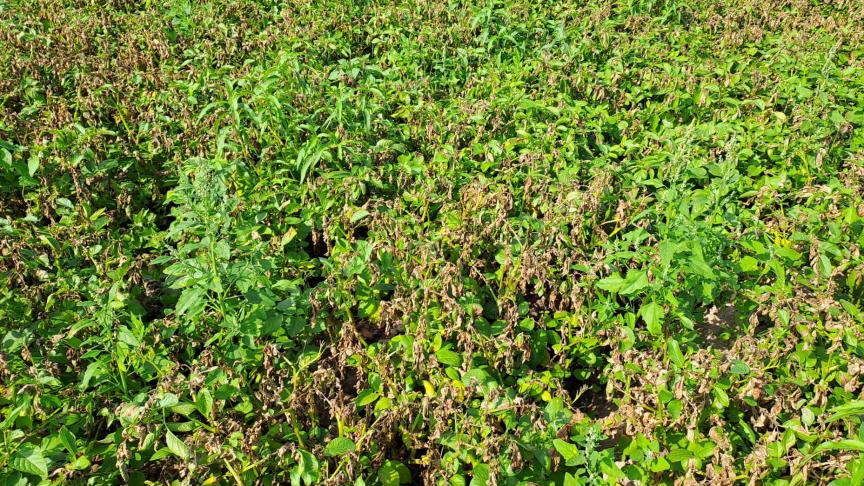 In veel aardappelvelden zijn phytophthoravlekken te bespeuren. Aardappelbladeren dienen aan de 2 zijden beoordeeld te worden om de plaagaantasting op te volgen.