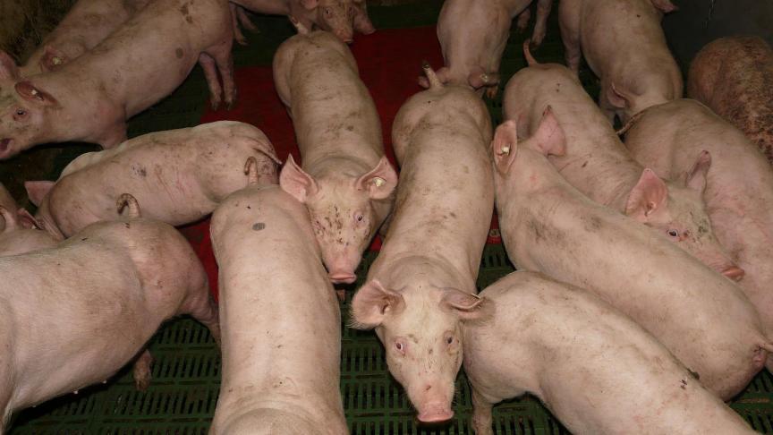 De eerste uitkoopregeling van de Vlaamse regering bij varkenshouders leverde niet het beoogde resultaat op. De drempel wordt daarom verlaagd.