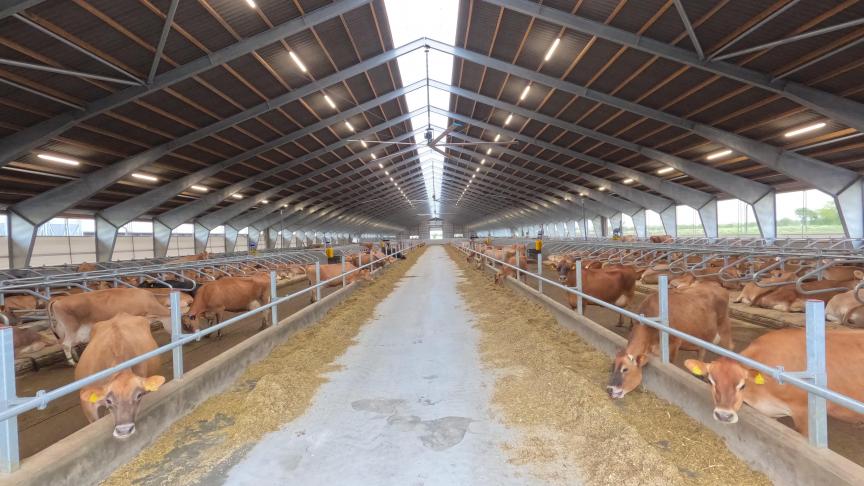Lonholm Agro_Batch milking_cow barn