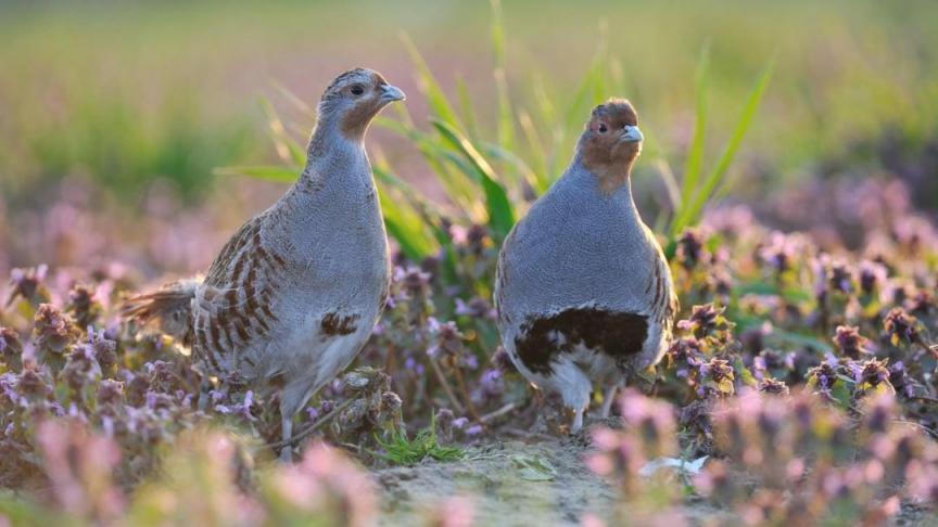 De wilde patrijs (Perdix perdix) is eenbedreigde akkervogel.