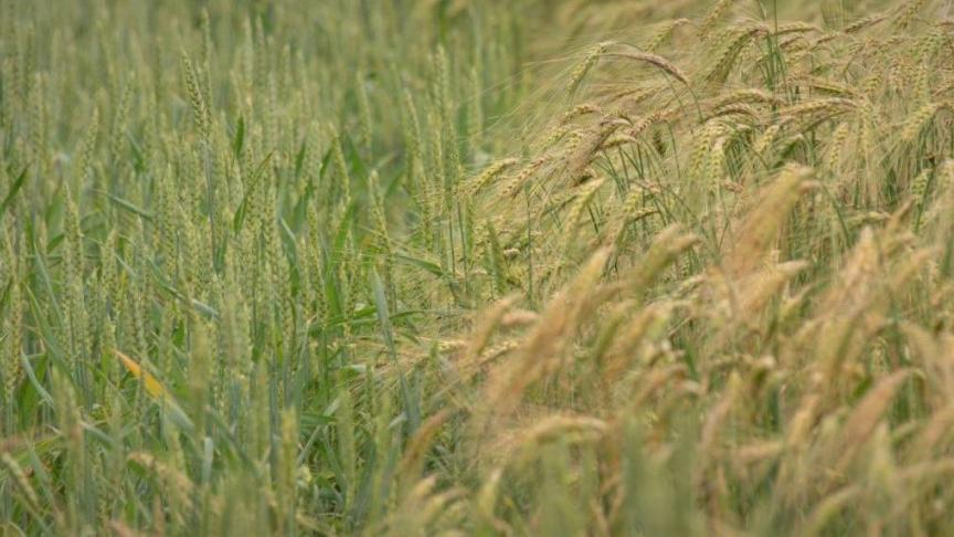 Omwille van de weersomstandigheden biedt de Mestbank landbouwers de mogelijkheid aan om nu nog te kiezen voor de equivalente maatregel ‘Wintergranen of wintervlas na nitraatgevoelige hoofdteelten’.