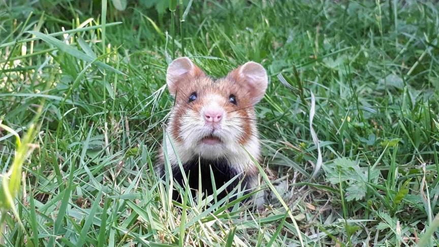 De wilde hamster is met uitsterven bedreigd in Vlaanderen. De bestaande beschermingsprogramma’s hadden weinig resultaat.