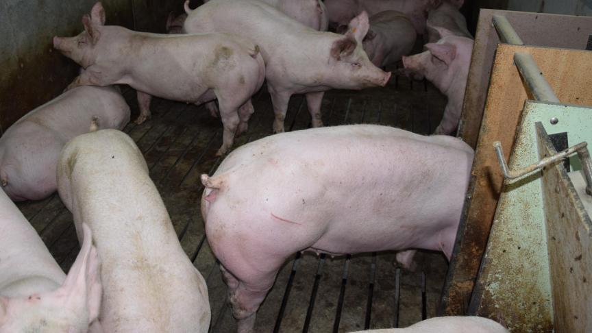 Deze voederproeven bevestigen dat het mogelijk is om dieren groot te brengen zonder soja, om zo de impact van varkens- en kippenproductie op het klimaat te verlagen.