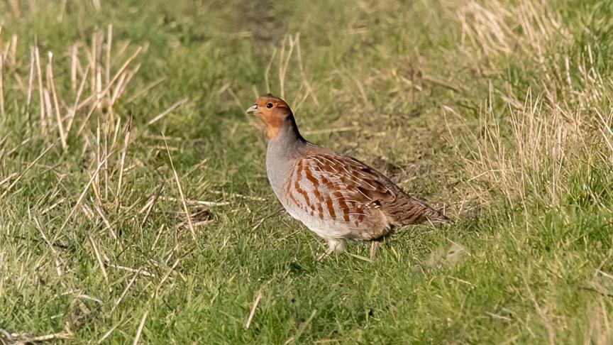 Als translocatie van wild kan voor de wilde hamster, dan moet dat voor Hubertus Vereniging Vlaanderen ook voor de patrijs kunnen.
