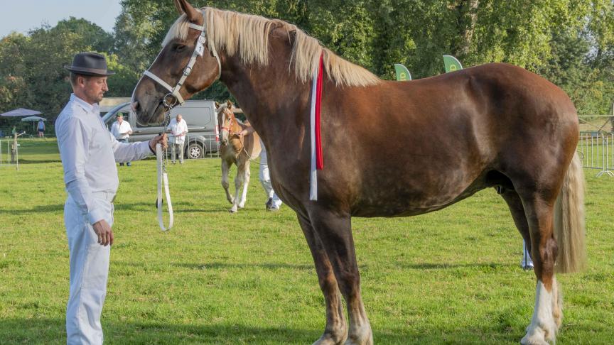 Sully Van Belle, met als eigenaar Bernard Van Renterghem, werd dagkampioeneop de Nationale Prijskamp van het Vlaams Paard 2023.