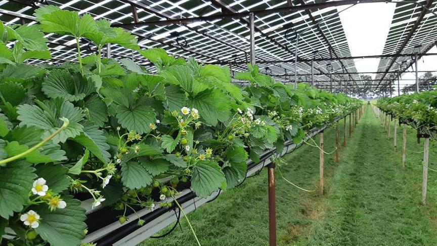 Zonnepanelen boven aardbeienplanten.