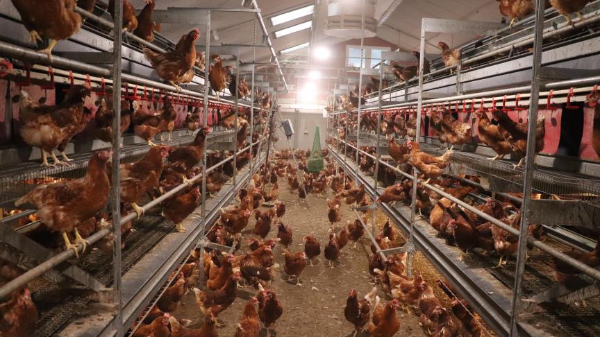 Als gevolg van vogelgriepuitbraken die sinds het najaar van 2020 woeden, is besloten om de verplichte sanitaire bijdragen in 2023 voor pluimvee te verdubbelen om de reserves van het pluimveefonds aan te vullen.