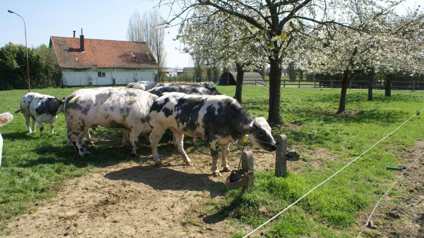 De Senaatscommissie Institutionele Aangelegenheden heeft unaniem ingestemd met het voorstel om de rechten van dieren als levende wezens in de Grondwet in te schrijven.