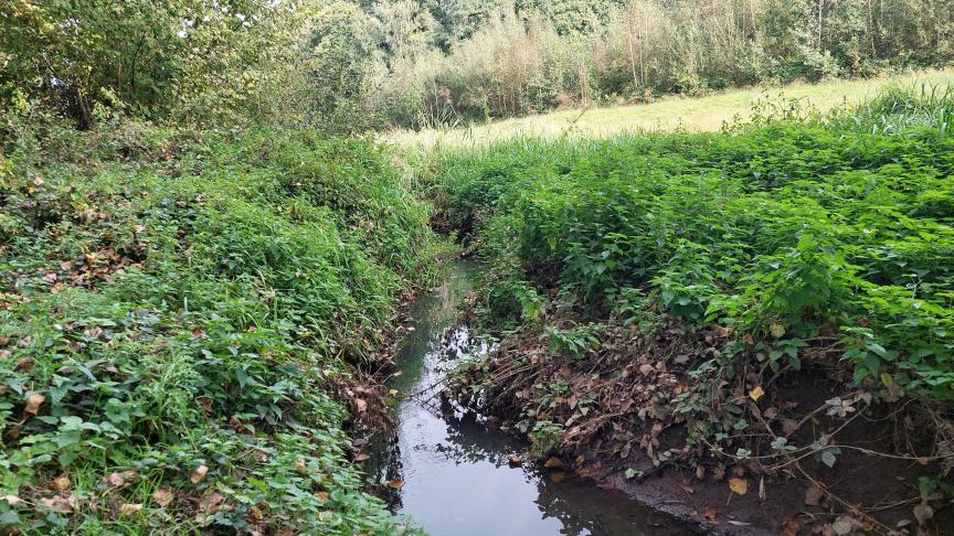 Het Vlaamse regeerakkoord voorziet om 20.000 bijkomende ha natuur onder effectief natuurbeheer te brengen.