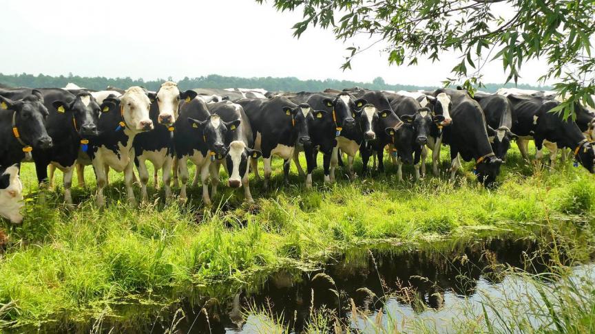 De Nederlanders hebben over september voor eerst sinds 15 maanden terug een rood aanvoercijfer, met 1,2% minder melk.