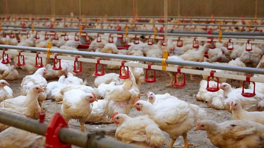 De Europese Better Chicken Commitment (BCC) hanteert hogere en strengere criteria voor dierenwelzijn dan standaardkippen.
