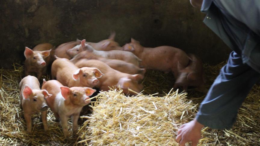 Het Vlaamse dierenwelzijnslabel ’Beter voor Dieren’ start begin volgend jaar.  De varkens komen als eerste aan de beurt.