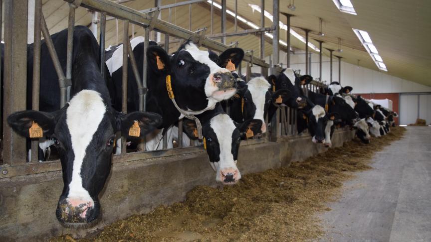 Koeien groeperen en van een aangepast rantsoen voorzien volgens productieniveau zal in veel gevallen de rendabiliteit verbeteren, zelfs als de melkproductie wat zakt bij  de groepswissels.