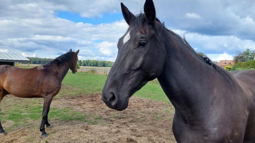 Dit jaar spelen paardeneigenaren de hoofdrol in de campagne voor verstandig gebruik van antibiotica.