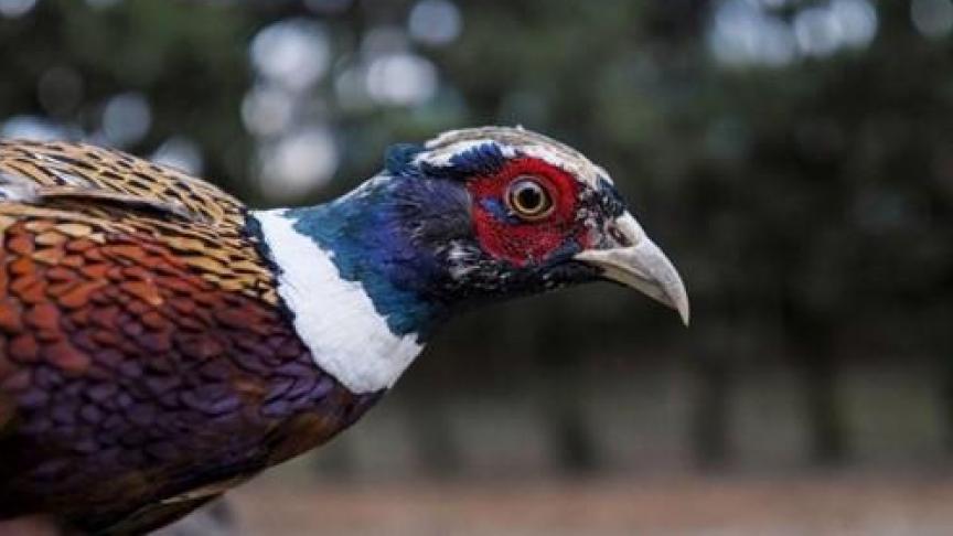 Op een Deense boerderij moeten alle fazanten worden geslacht omwille van vogelgriep.