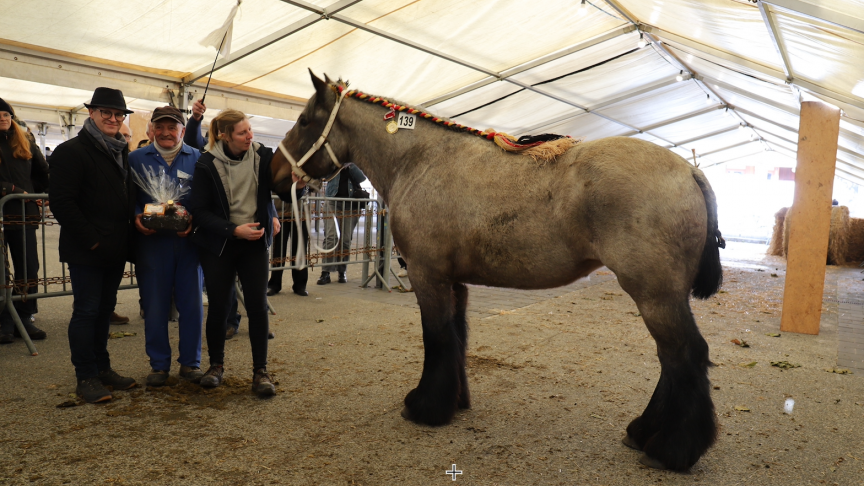 Marc Eeckhout met zijn kampioene Ella van Vollezele, samen met trotteur Elize Van Buggenhout en de heer Jan Van Den Bossche, schepen van Landbouw van Sint-Lievens- Houtem.