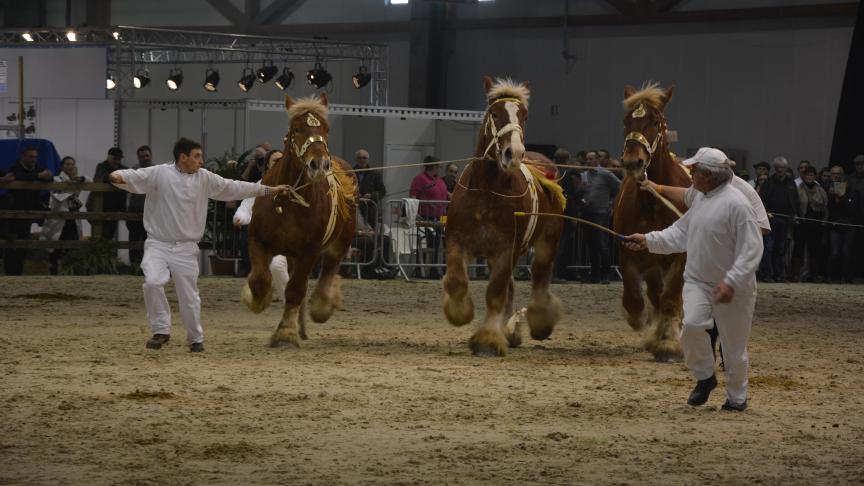 In 2019 werd de merrie Jana van ‘t Hengelhof van de familie Smeers en zonen uit Houthalen kampioene.