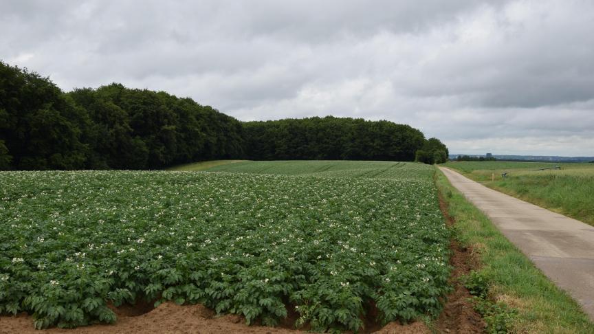 Met nieuwe genomische technieken kunnen aardappelen beter beschermd worden tegen ziektes.