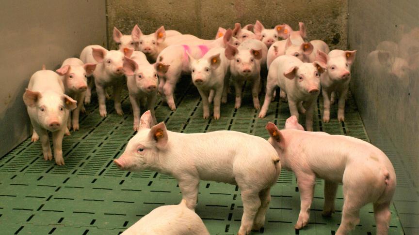 Als in Europa de productie van varkens daalt en de vraag op hetzelfde niveau blijft, wordt het varken het nieuwe goud, voorspelt Luc Verspreet.