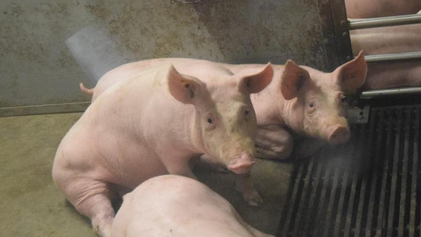 Staartbijten kan heel veel verschillende oorzaken hebben. Het voorkomen van staartbijten is één van de uitdagingen voor de varkenssector.