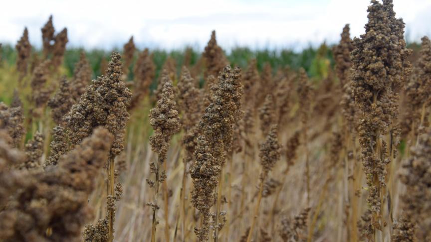 Quinoa is een blijver in het teeltplan voor boer Wouter Saelens uit Herent.