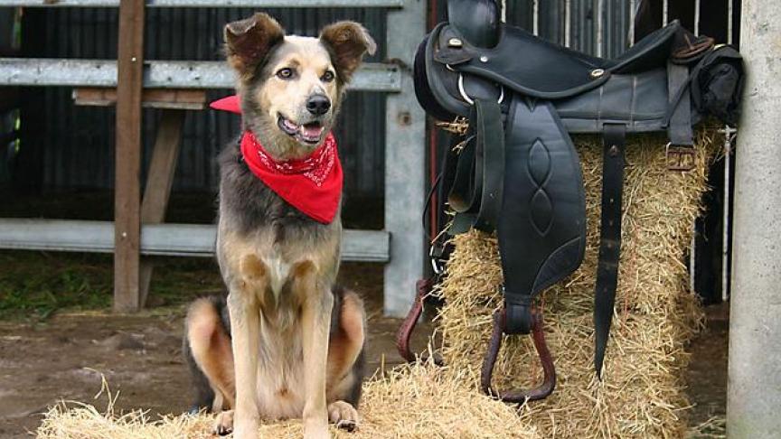 Bij een 3,5 jaar oude, drachtige hond in Nederland is blauwtong aangetoond. Het dier woonde op een veehouderijbedrijf met zowel runderen als schapen.