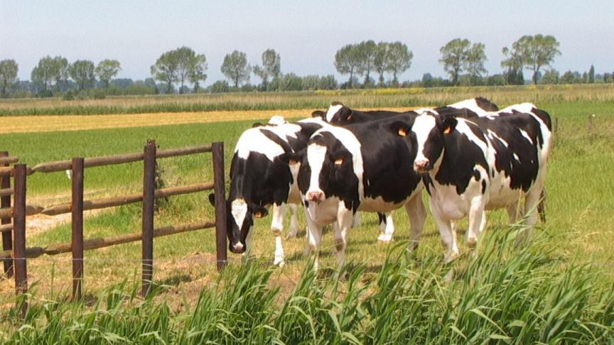 Grazende runderen kunnen besmet raken door verschillende soorten maagdarmwormen die op de weide leven.