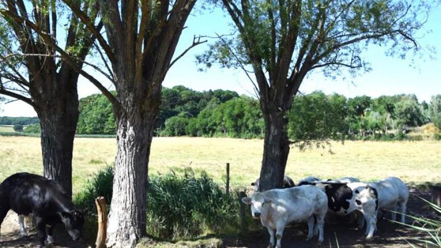 Bij verschillende landbouwers in West-Vlaanderen werden deze winter 77 schaduwbomen geplant.