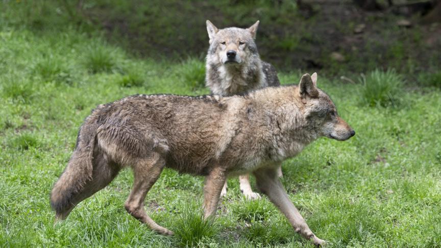 Nederlandse organisatie wil juridische stappen nemen tegen strenge bescherming van wolven in hun land.