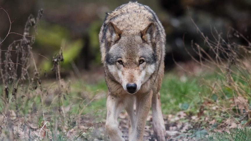 In 2023 daalde het aantal landbouwdieren die door wolven zijn gedood.