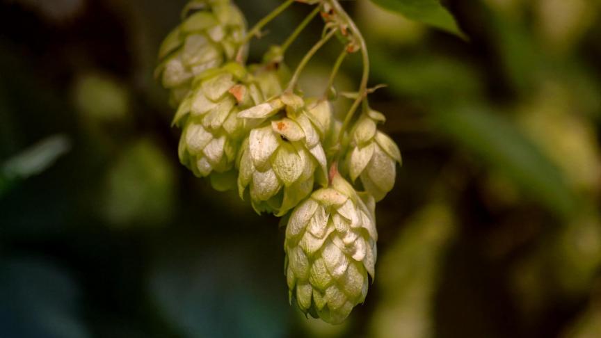 Nog voor het einde van de huidige legislatuur komt er een plantenpaspoort voor Vlaamse hop.