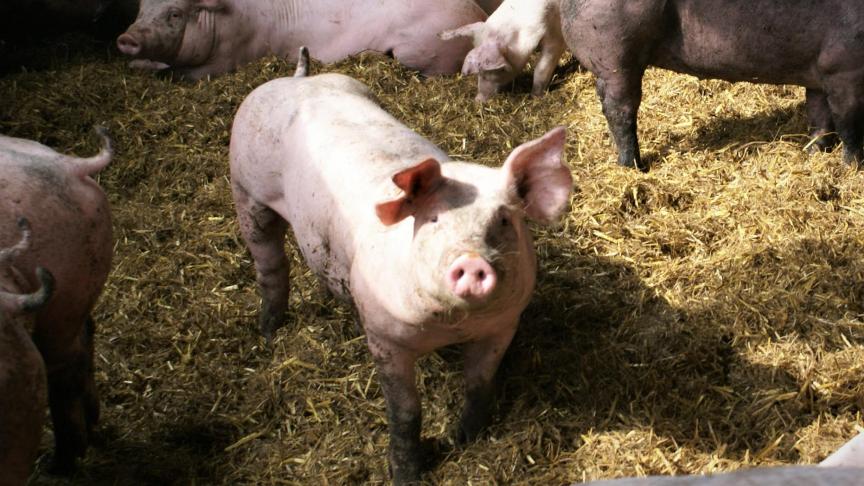 De Belgische minister van Buitenlandse zakenbespreekt in China het importverbod op Belgisch varkensvlees.