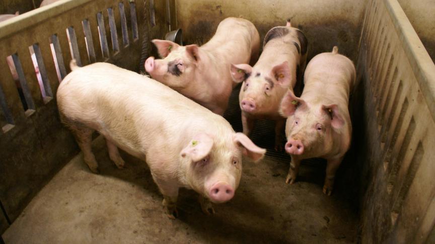 Belgische varkenshouders zullen snel terug varkensvlees kunnen exporteren naar China.
