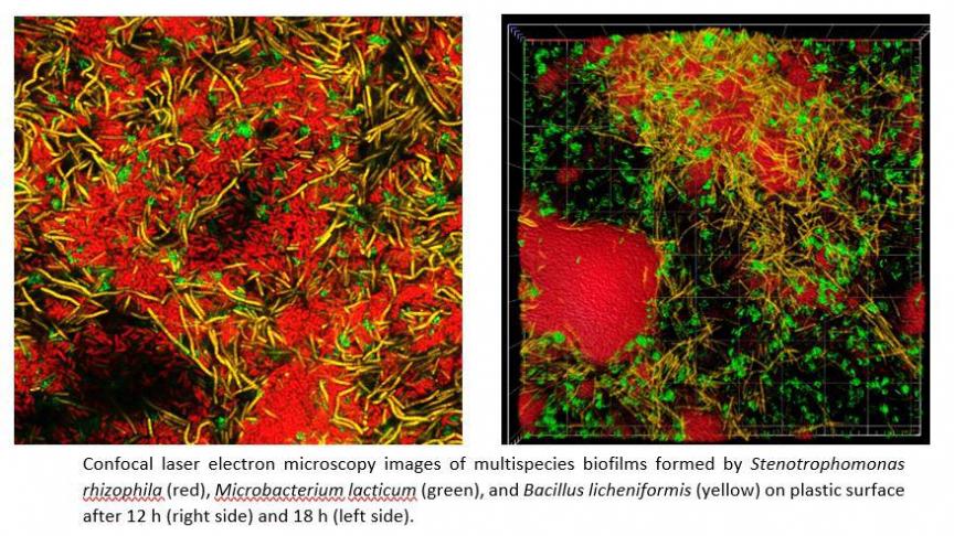 Biofilms zijn moeilijk te verwijderen van roestvrijstalen oppervlakten in de melkvee- en zuivelindustrie. Dat is deels te verklaren door de bacteriesoorten die er samenleven en door de interacties die ze met elkaar hebben.