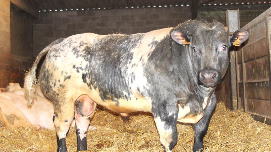 Coevia meldt stabiele prijzen voor witblauw rundvee.