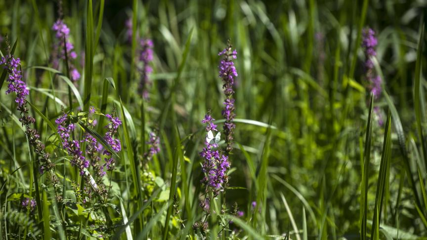 We proberen de versnipperde natuurgebieden te verbinden, zodat ze minder kwetsbaar zijn en kunnen fungeren als klimaatbuffer bij droogte en overstromingen, aldus Jos Ramaekers van Natuurpunt.