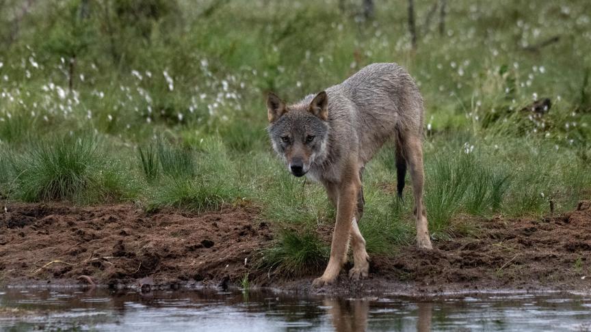 Europese ministers van landbouw steunen deversoepeling van hetbeschermingsstatus van de wolf.