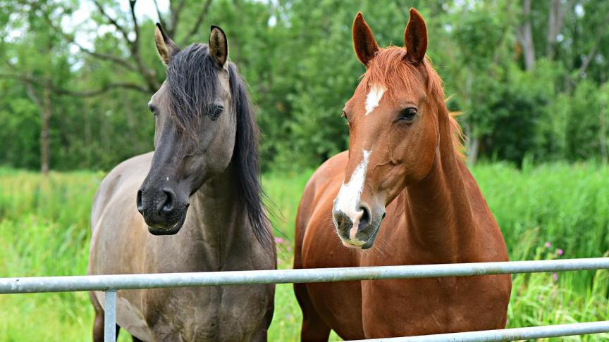 Paardenhouders zeggen dat zij onterecht met de vinger gewezen worden voor hun inname van landbouwgrond, want voor paarden is er op de ruimtelijke plannen geen andere locatie mogelijk dan op landbouwgrond.