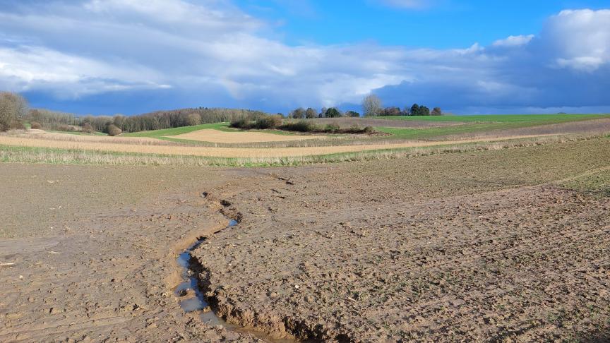 Sommige graanvelden laten een heel lage plantdichtheid zien. Is vernietiging dan niet aangewezen?