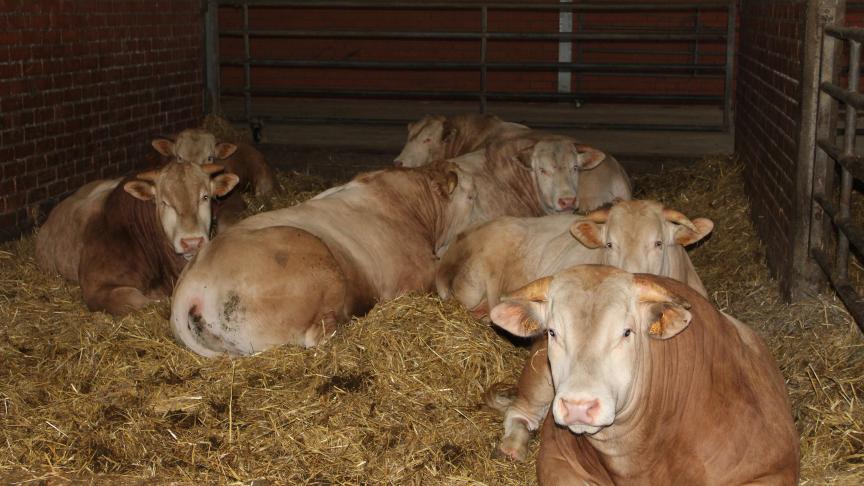 De commissie Grondwet van de Kamer heeft op 20 maart het licht op groen gezet om dieren in de grondwet op te nemen.